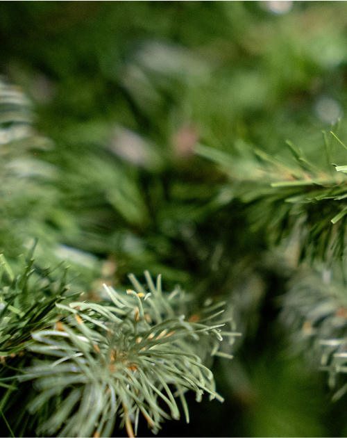BOSK Arundel Spruce 7.5FT Christmas Tree Pre-Lit